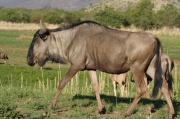 blue_wildebeest (2)